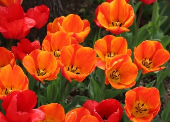 日本の観光地の美しいチューリップガーデンのクローズアップ