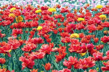 日本の観光地の美しいチューリップガーデン