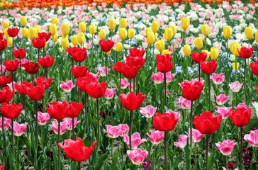 日本の観光地の美しいチューリップガーデン