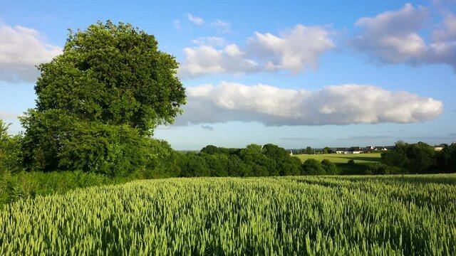 Rural spring landscape. Green wheat field with trees on the edge, on a sunny weather with beautiful white clouds. Crop fields, houses and farms in the background.