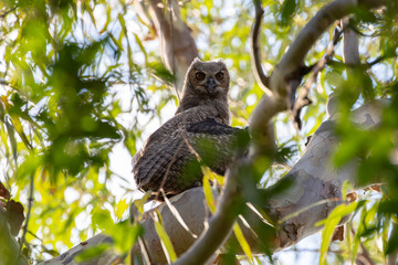Ein Virginia Uhu mit ausgebreiteten Schwingen in einem Baum im brasilianischen Pantanal