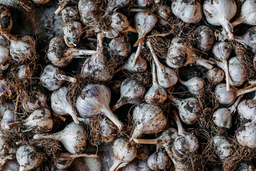 Fresh head of garlic in soil. Garlic harvest.