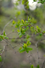 Spring green, young leaves, close-up
