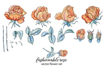 Vector set of flower compositions. Rose flowers, Yellow rose.