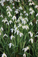 Close-up of bunch of snowdrop flowers on a winter day. Galanthus nivalis meadow