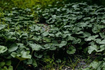 Big green leaves near river. Water lily leaves.