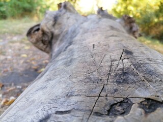 Structure of a tree surface close-up.