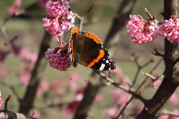 Vanessa Atalanta butterfly on a Dawn Viburnum bush in bloom. Black butterfly with red and white spots on V. Bodnantense pink flowers
