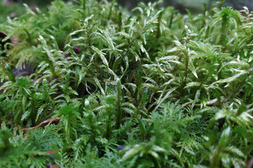 Moss is a higher vascular spore plant, a perennial plant that needs a lot of moisture.