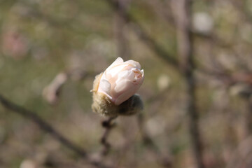 Magnolia stellata bushin bloom on pringtime on a sunny day in the garden. Beautiful white blossoms of Starry Magnolia on branch