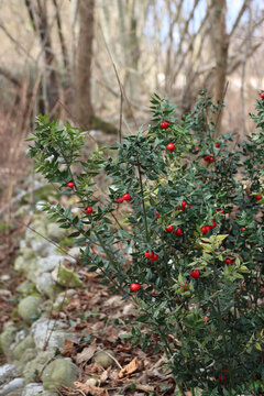 Butcher's Broom bush with ripe red berries . Ruscus aculeatus shrub in the forest 