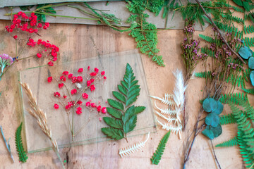 Herbarium of dried different plants and flowers. Master class with a dry herbarium in the stained glass style in the Tiffany technique.