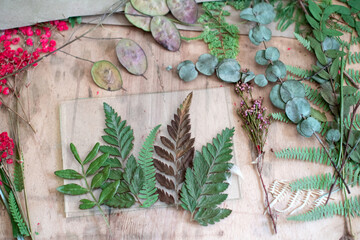 Herbarium of dried different plants and flowers. Master class with a dry herbarium in the stained...