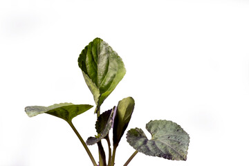Green fresh leaves isolated from the background. close up.