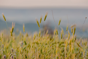 Crimean flowers. Summer wild flowers.