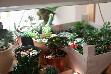 Assortment of various green succulents, home plants in pots in a wooden box.