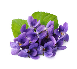 Wild violet flowers isolated on white backgrounds