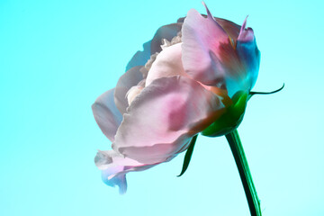 Pink peony on a turquoise background, bud.