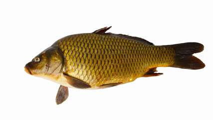big carp isolated on white background. freshwater fish.