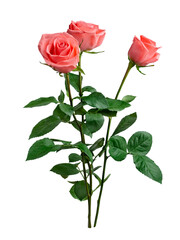 Bouquet of Pink rose with green leaves isolated