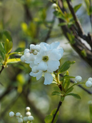 Exochorda macrantha  oder Kleine Prunkspiere mit reinweiße Blütenblätter und viele Staubblätter in einem grünen Kelch