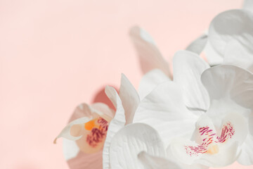 White Phalaenopsis orchid flowers or Moth dendrobium, falah closeup on pastel pink backdrop....