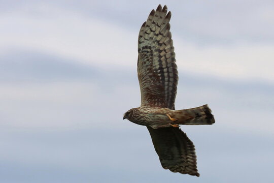 vol de femelle busard saint martin un jour d'hiver