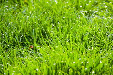 Green grass background, sunlight and green color, shadows and lights, daytime