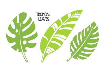 Set of Tropical leaves on white background clipart. Banana and philodendron Leaves Icon isolated. Botanical plants tree foliage. Plant parts vector. Leaf plants botanical garden flower foliage.  © Елена Кутузова