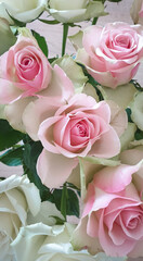 Beautiful light pink colored roses. Suitable as background or greeting card