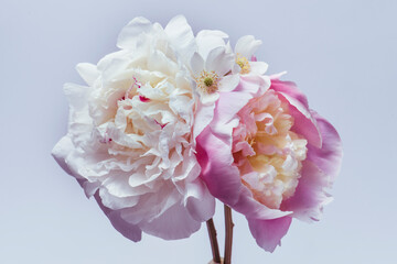 bouquet with white peonies on a gray background.
