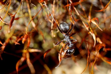 fourmi arrachant les sporophytes d'une mousse