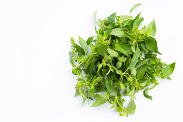 Hairy Basil in bamboo basket on white background.