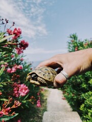 land turtle in hand on the background of nature