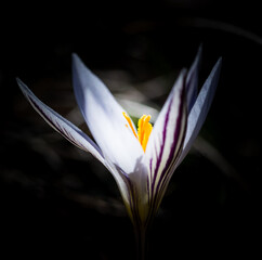 crocus