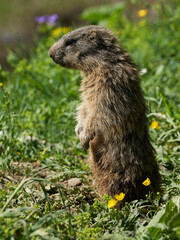 Stehendes Alpenmurmeltier vor seinem Bau hält Umschau