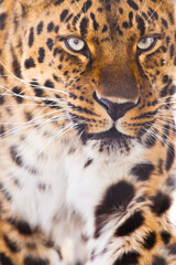 The leopard is large in the entire frame, a powerful head and spotty hair the muzzle is displaced