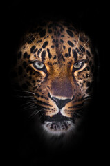 Naklejka na ściany i meble Leopard muzzle on a black background looks straight out of the darkness