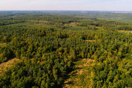 Deforestation, large-scale deforestation, destruction of the environment, deterioration of the environment in Ukraine.
