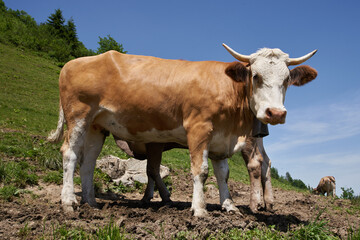 Rind auf einer Bergweide in den Allgäuer Alpen