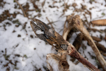 the hooves and bones from a young red deer lying after the winter on the forest floor