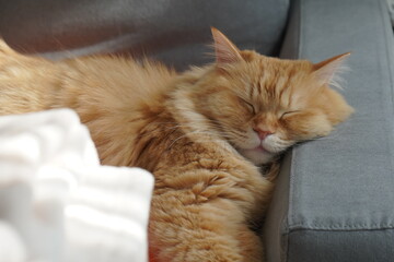 ソファでくつろぐ猫（マンチカン）