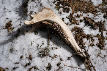 the lower jaw  and bones from a yearling red deer lying after the winter on the forest floor