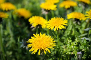 Dandelions in the grass. Yellow dandelion flower. Green grass. Close-up. Spring Green. Spring mood