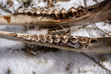 the lower jaw  and bones from a yearling red deer lying after the winter on the forest floor