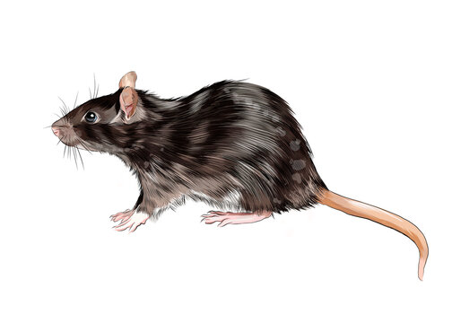 Rat, mouse from a splash of watercolor, colored drawing, realistic. Vector illustration of paints