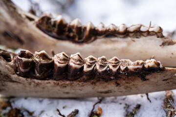 the lower jaw  and bones from a yearling red deer lying after the winter on the forest floor