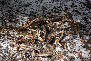 the skeleton and bones from a young red deer lying after the winter on the forest floor