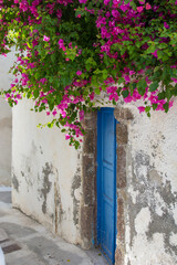 Blue door in the tradition Emporio village, Santorini island, Greece. Bougainvillea flowers..