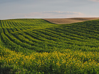 Long yellow filds of olseed rape before harvest, Moravia, Czech Republic